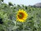 Ð Ð°ÑÑ†Ð²ÐµÐ» Ð¿Ð¾Ð´ÑÐ¾Ð»Ð½ÑƒÑ… Bloomed Sunflowers on the field